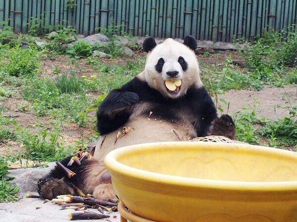باندا عملاقة تأكل براعم الخيزران في حديقة حيوان بكين في الصين - سبوتنيك عربي