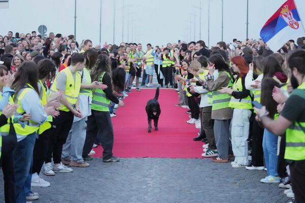 كلب يمشي على السجادة الحمراء قبل حفل الترحيب بـ80 طالبًا جامعيًا صربيًا قطعوا مسافة تزيد عن 1300 كيلومتر، بالدراجات خلال الأسبوع الماضي، من نوفي ساد إلى ستراسبورغ في فرنسا. - سبوتنيك عربي