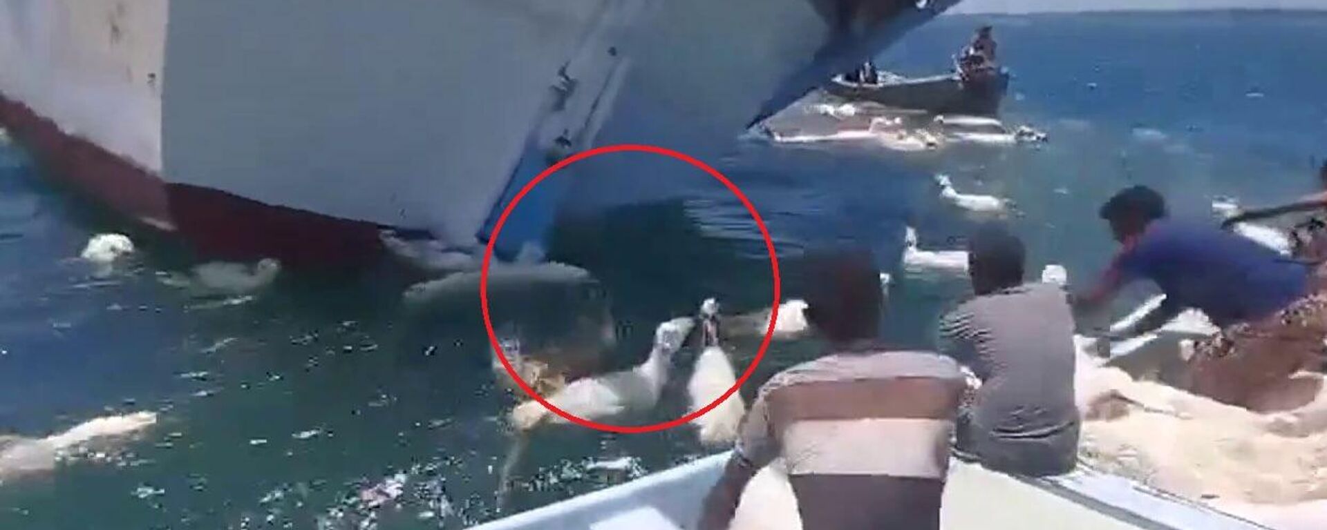 إنقاذ مئات الخراف قبالة سواحل اليمن - سبوتنيك عربي, 1920, 26.04.2025