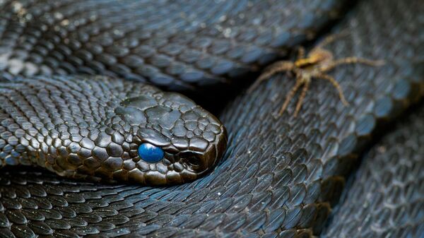 Снимок Not for the faint of heart фотографа Ulrich Hopp, ставший 6 в категории Special category: Both eerie and beautiful - Germany's mires конкурса GDT Nature Photographer of the Year 2025 - سبوتنيك عربي