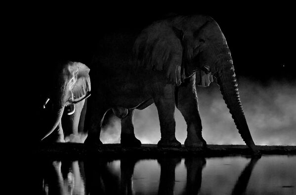 المصور أندريه جودكوفن يلتقط صورة لفيلة في حفرة ري مظلمة  في كينيا. - سبوتنيك عربي