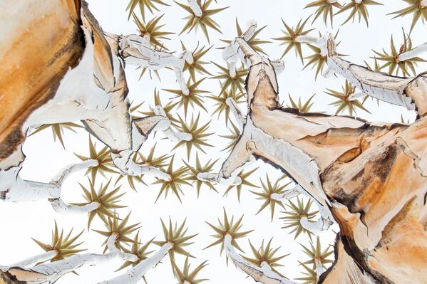 صورة التقطها بول كورناكر، تظهر نجوم فوق أشجار كويفر (الصبار ثنائي الشكل)  في ناميبيا . - سبوتنيك عربي