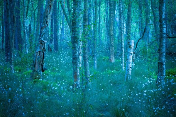  كاتيا مانسكي، تصور عشبة القطن تتوهج عند الغسق بين أشجار البتولا المستنقعية في محمية شورفهايد-كورين في ألمانيا. - سبوتنيك عربي