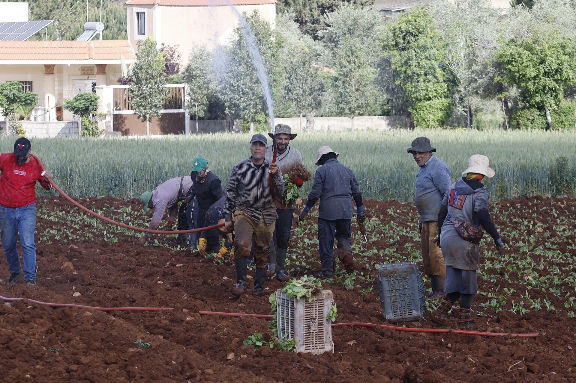 زراعة التبغ في جنوب لبنان  - سبوتنيك عربي, 1920, 29.04.2025