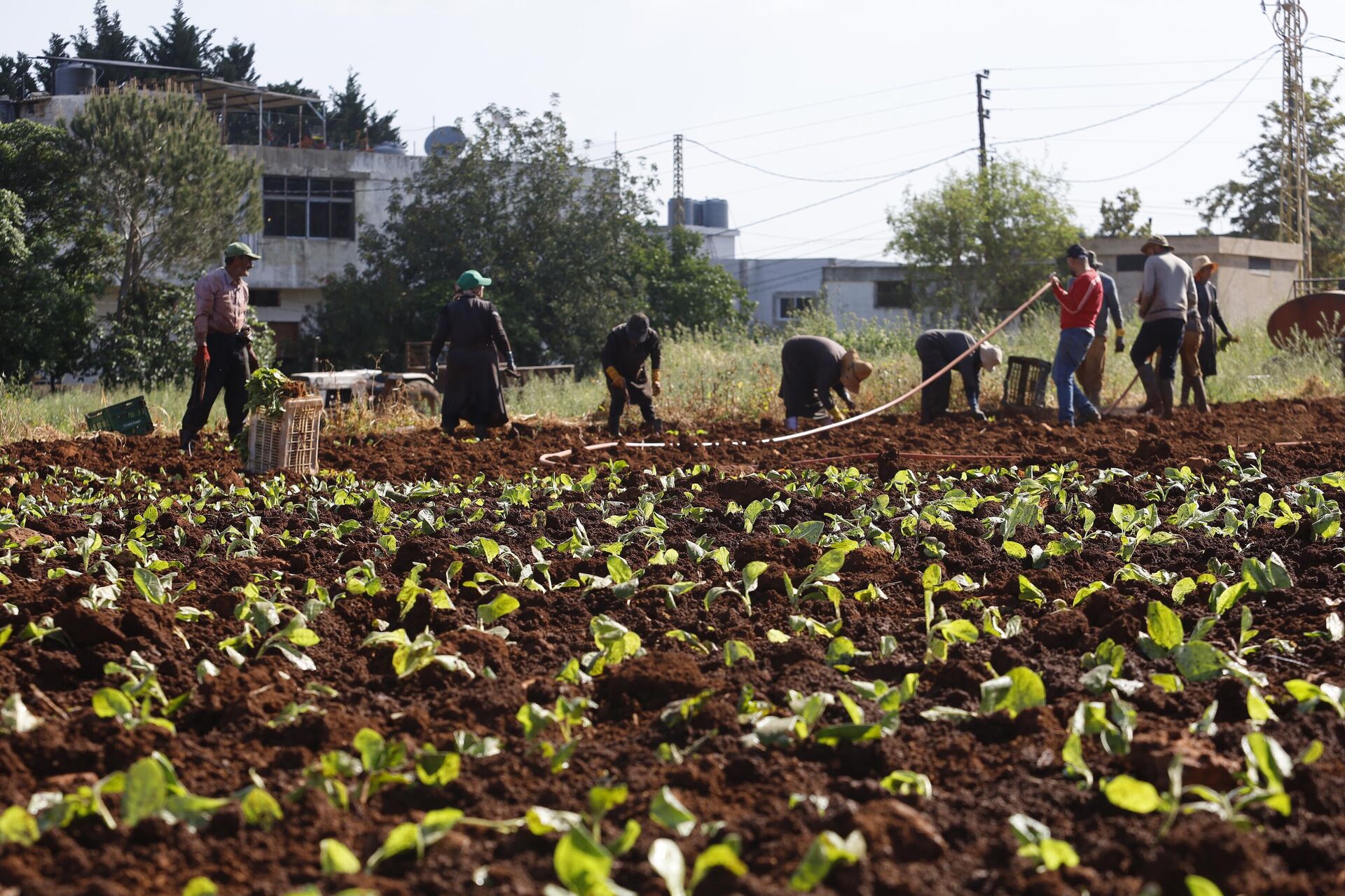 زراعة التبغ في جنوب لبنان  - سبوتنيك عربي, 1920, 29.04.2025