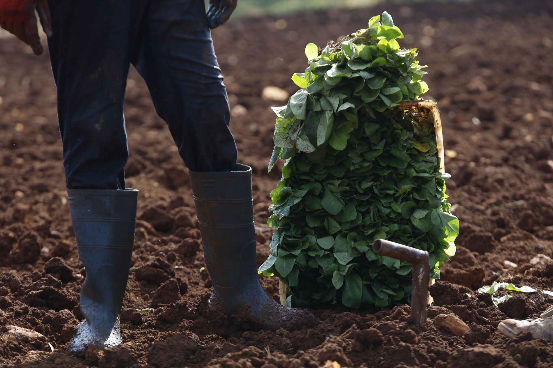زراعة التبغ في جنوب لبنان  - سبوتنيك عربي, 1920, 29.04.2025