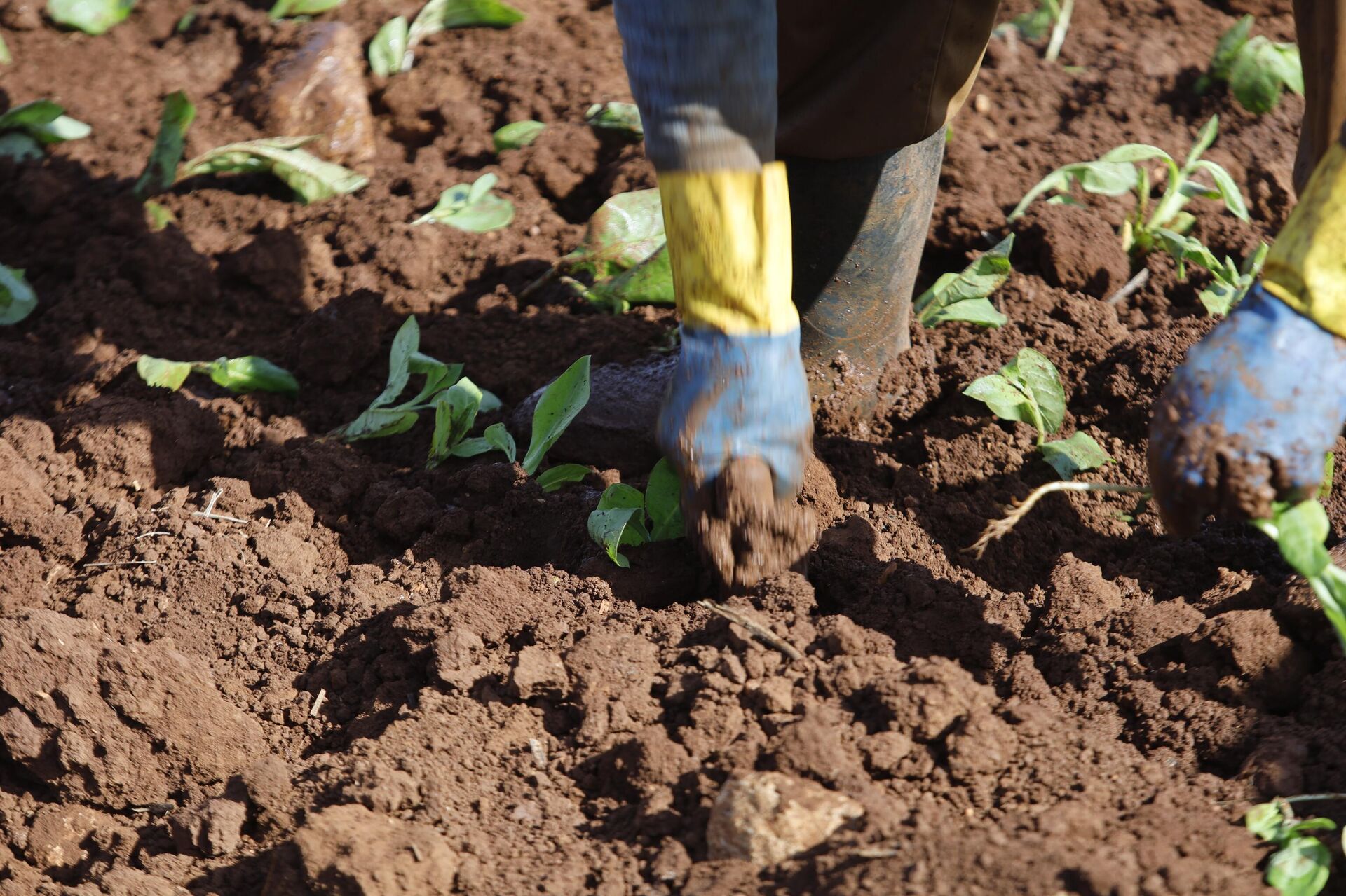 زراعة التبغ في جنوب لبنان  - سبوتنيك عربي, 1920, 29.04.2025