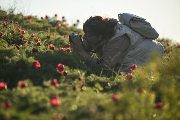 سائح يستلقي على العشب وهو يحاول التقاط صورة لامتداد الزهو على مساحات واسعة.  - سبوتنيك عربي