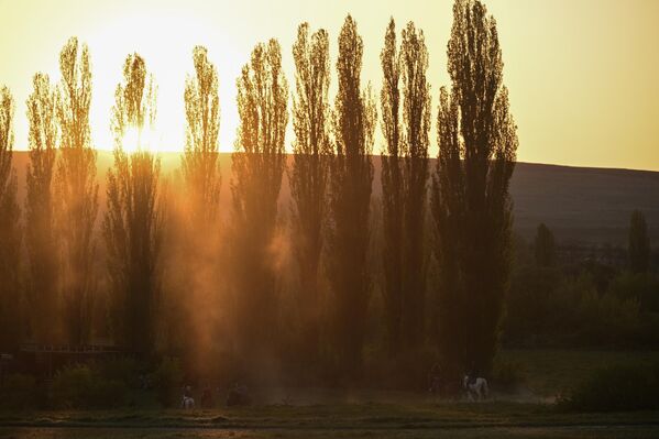 صورة تبرز جمالية غروب الشمس من خلف الأشجار في شبه جزيرة القرم. - سبوتنيك عربي