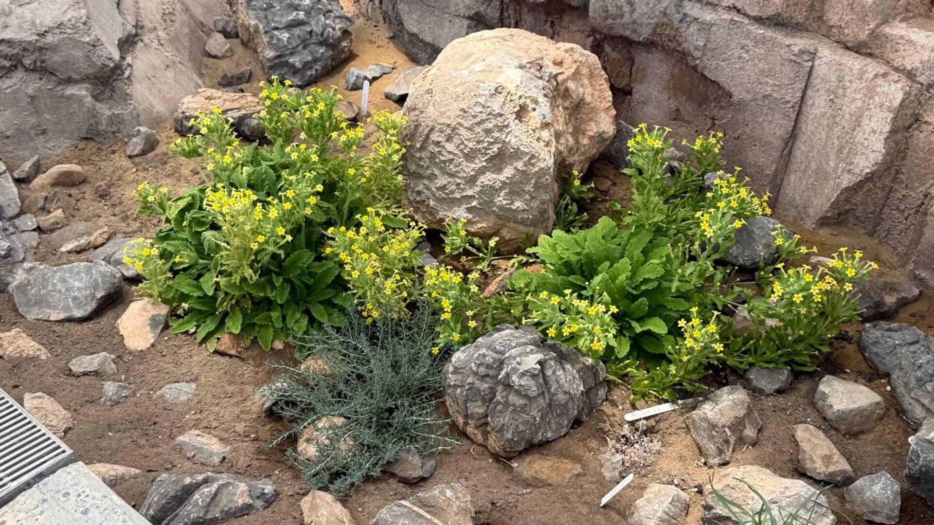 حديقة النباتات العمانية.. مشروع وطني رائد يحتفي بأهم المقومات الطبيعية للسلطنة حديقة النباتات العمانية.. مشروع وطني رائد يحتفي بأهم المقومات الطبيعية للسلطنة - سبوتنيك عربي, 1920, 01.05.2025