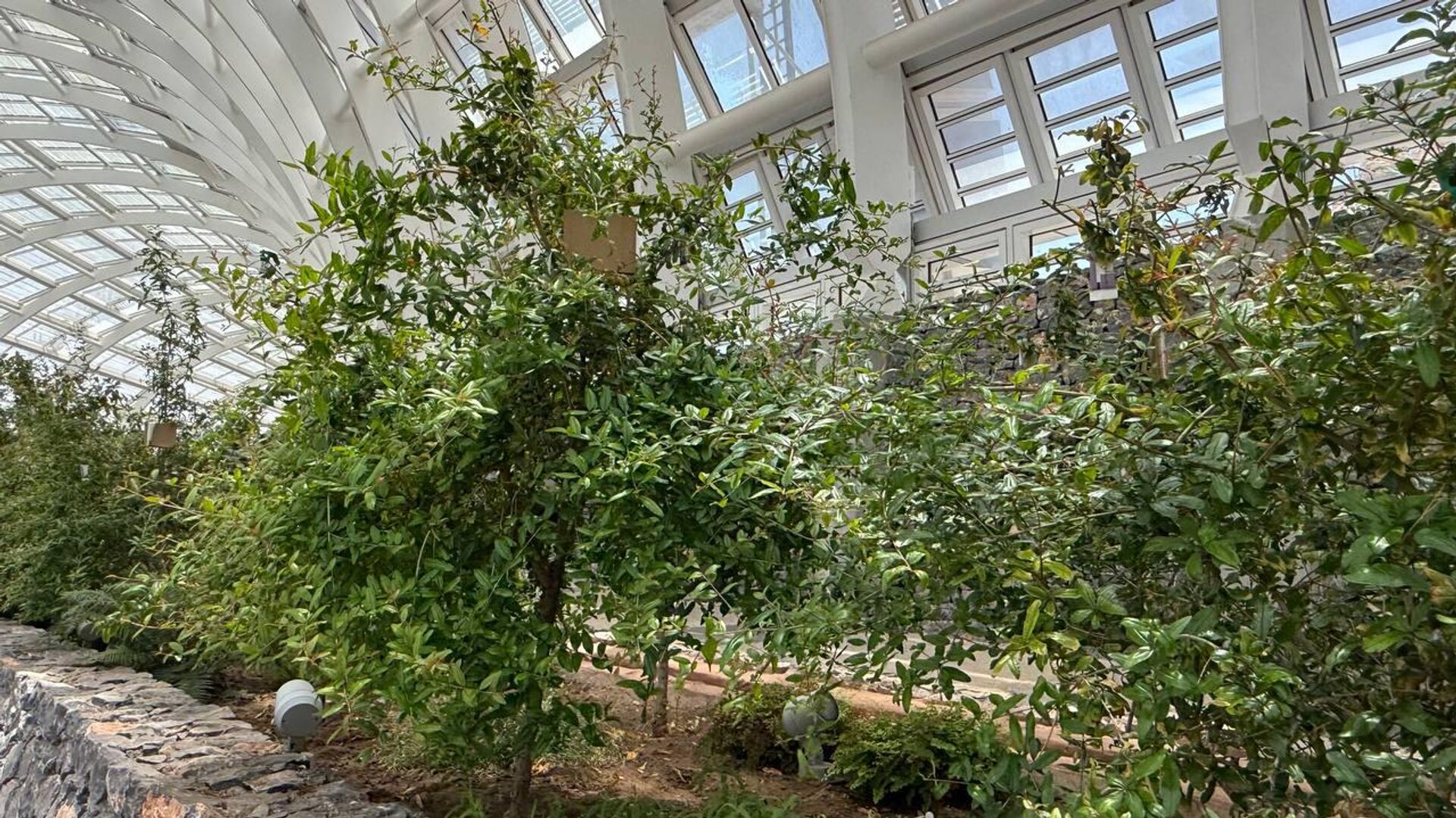 حديقة النباتات العمانية.. مشروع وطني رائد يحتفي بأهم المقومات الطبيعية للسلطنة حديقة النباتات العمانية.. مشروع وطني رائد يحتفي بأهم المقومات الطبيعية للسلطنة - سبوتنيك عربي, 1920, 01.05.2025