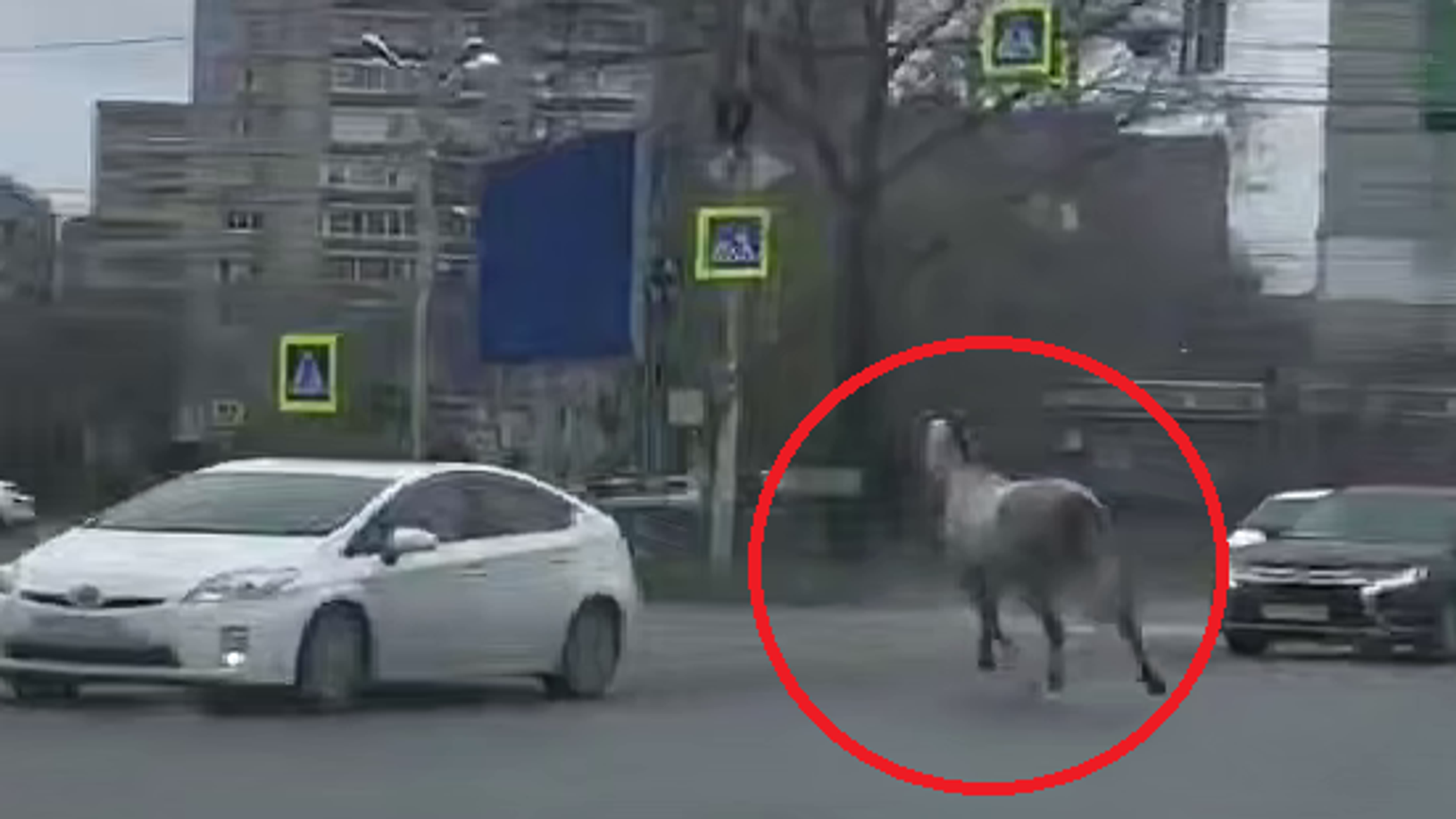 حصان شارد يتسبب بحادث مروري في روسيا... فيديو