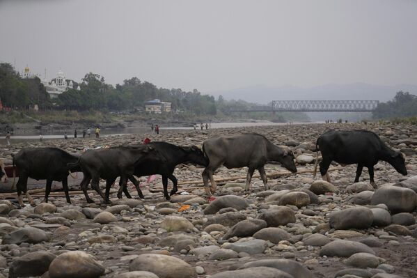 جواميس تعبر نهر تشيناب الذي جف بعد توقف تدفق المياه من سد في أخنور، في الهند. - سبوتنيك عربي
