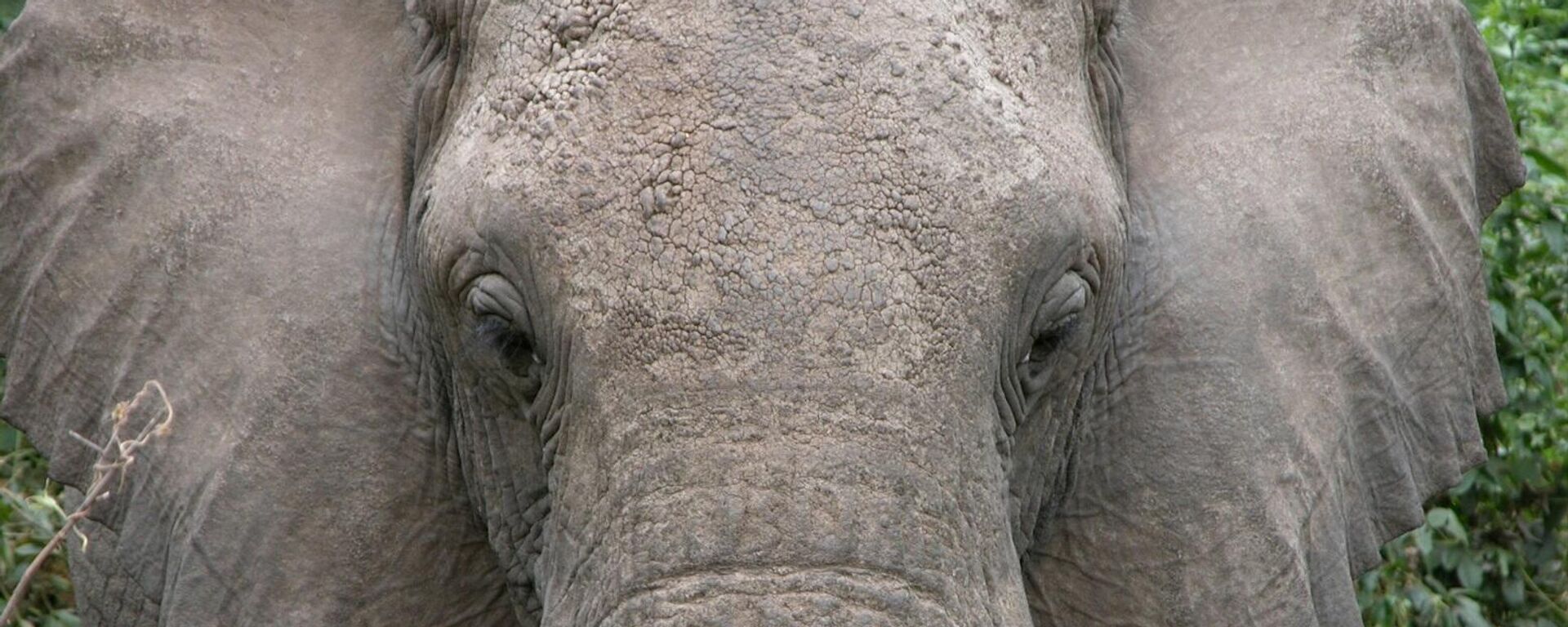 فيل - سبوتنيك عربي, 1920, 16.08.2025