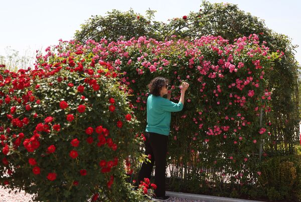 رجل يقوم بترتيب منطقة العرض، التي تضم أكثر من 1000 نوع من الورود من جميع أنحاء العالم، خلال مؤتمر الورود الدولي في بكين، الصين - سبوتنيك عربي
