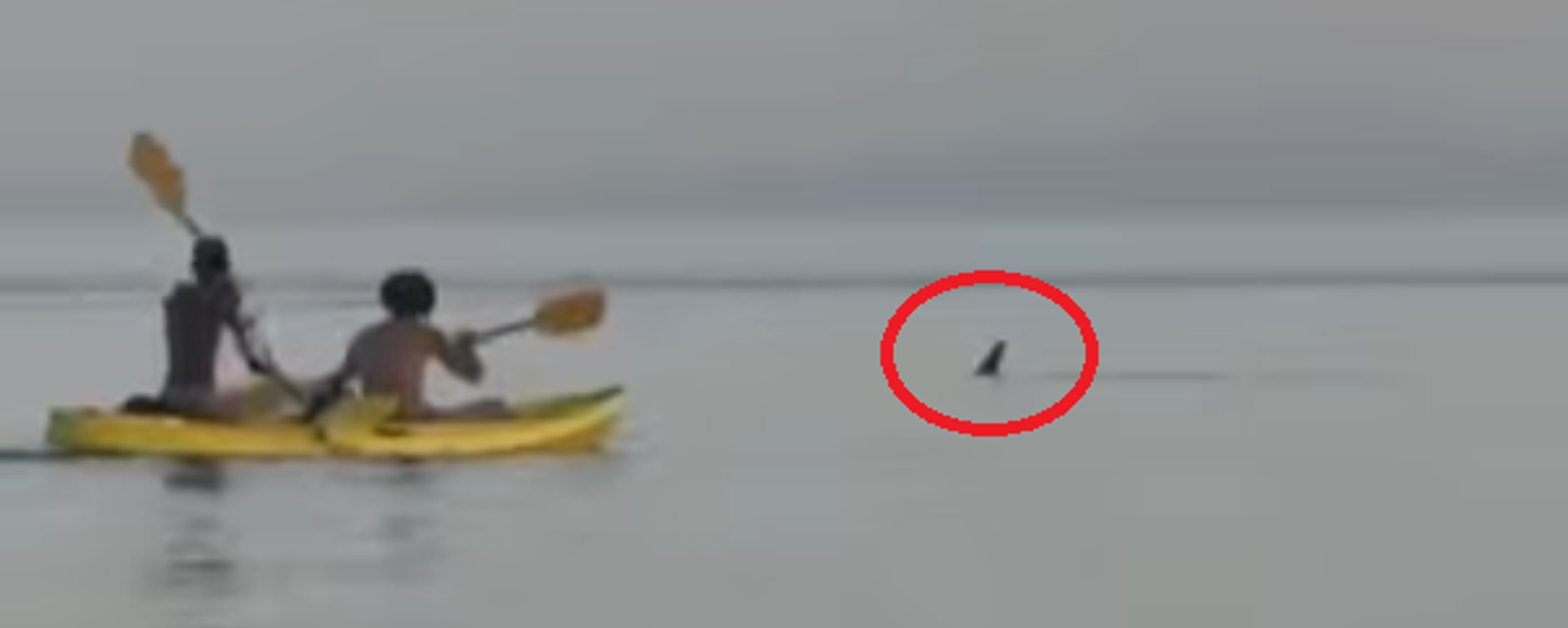 مطاردة لأسماك القرش في شواطئ دهب... والحكومة المصرية تحذر - سبوتنيك عربي, 1920, 14.05.2025