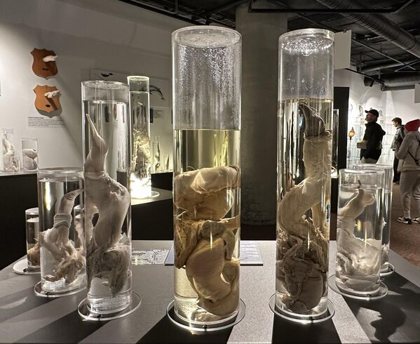 صورة لبقايا أعضاء حيوانات معروضة في متحف في ريكيافيك، أيسلندا. صورة لبقايا أعضاء حيوانات معروضة في متحف في ريكيافيك، أيسلندا. - سبوتنيك عربي