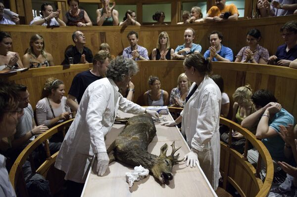 تشريح غزال في المسرح التشريحي بمتحف بورهاف في لايدن. تشريح غزال في المسرح التشريحي بمتحف بورهاف في لايدن. - سبوتنيك عربي