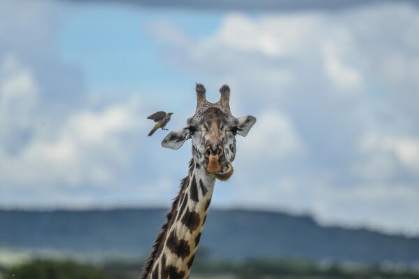 طائر بالقرب من زرافة في محمية ماساي مارا الوطنية، كينيا - سبوتنيك عربي