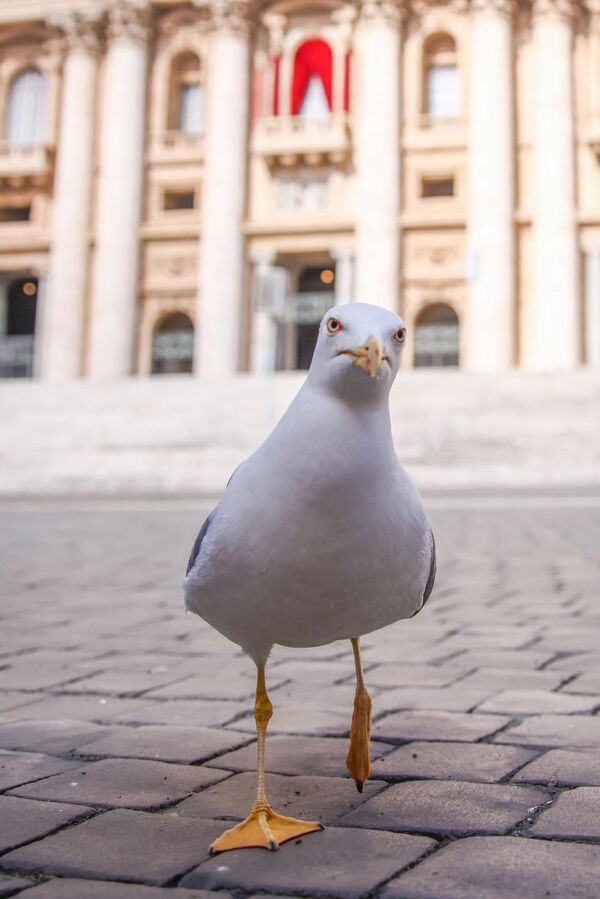 طائر نورس أمام كاتدرائية القديس بطرس في مدينة الفاتيكان - سبوتنيك عربي