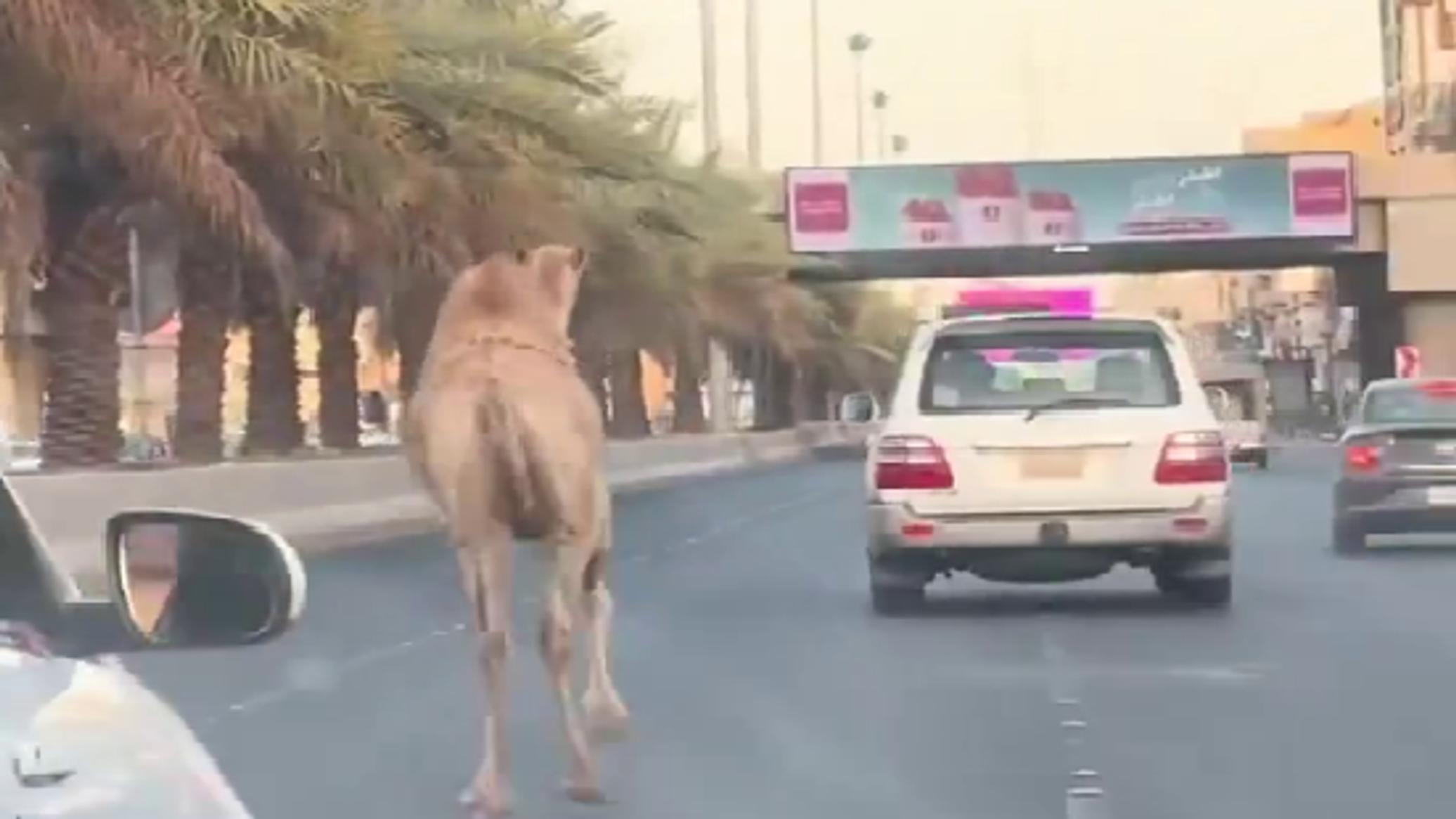 جمل هارب يتجول بين السيارات على أحد الطرق في السعودية... فيديو