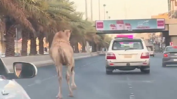  - سبوتنيك عربي