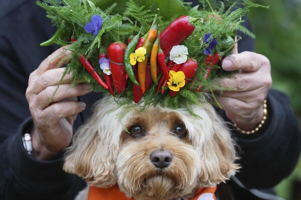 الكلب تشيلي، يرتدي قبعة من الفلفل الحار موضوعة على رأسه في حديقة الكلاب التابعة لإذاعة &quot;بي بي سي 2&quot;، في معرض تشيلسي للزهور التابع للجمعية الملكية البريطانية للبستنة في لندن، يوم الاثنين 19 مايو 2025 - سبوتنيك عربي