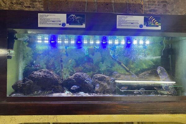 دار الحوت ببنزرت من نقطة مراقبة إلى متحف علمي ينبض بالحياة البحرية - سبوتنيك عربي