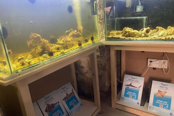 دار الحوت ببنزرت من نقطة مراقبة إلى متحف علمي ينبض بالحياة البحرية - سبوتنيك عربي