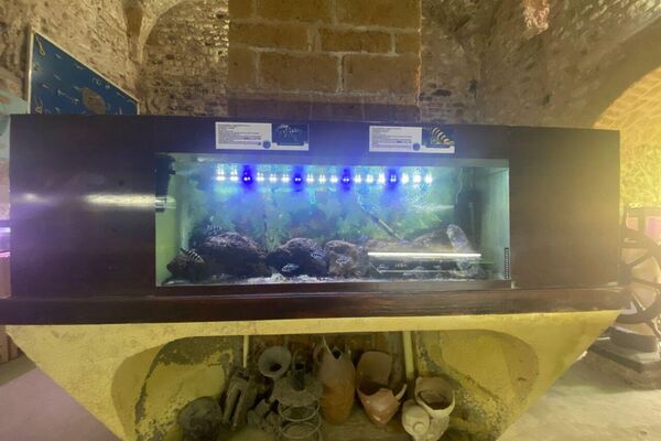 دار الحوت ببنزرت من نقطة مراقبة إلى متحف علمي ينبض بالحياة البحرية - سبوتنيك عربي