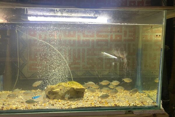 دار الحوت ببنزرت من نقطة مراقبة إلى متحف علمي ينبض بالحياة البحرية - سبوتنيك عربي