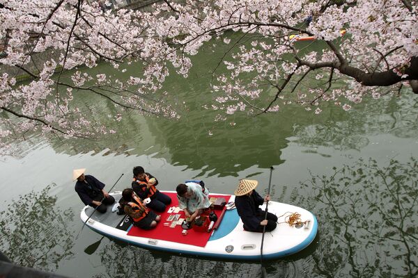 زوجان يستمتعان بحفل للشاي على متن قارب في نهر تحت أزهار الكرز المتفتحة في يوكوهاما، قرب طوكيو، اليابان. - سبوتنيك عربي