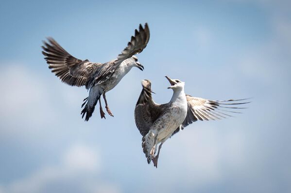 طيور النورس تظهر على طول ضفاف نهر تيجو وفي أجزاء مختلفة من مدينة لشبونة في البرتغال - سبوتنيك عربي
