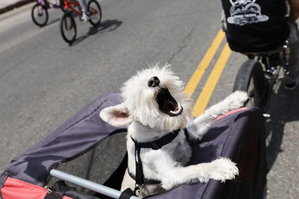 راكبو الدراجات النارية يركبون على طول شارع بيكو في لوس أنجلوس، الولايات المتحدة الأمريكية - سبوتنيك عربي