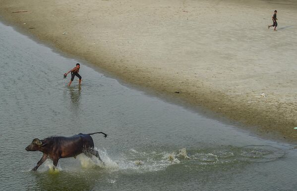 ثور يعبر المياه الضحلة لنهر الغانغ على مشارف ألا أباد، الهند. - سبوتنيك عربي
