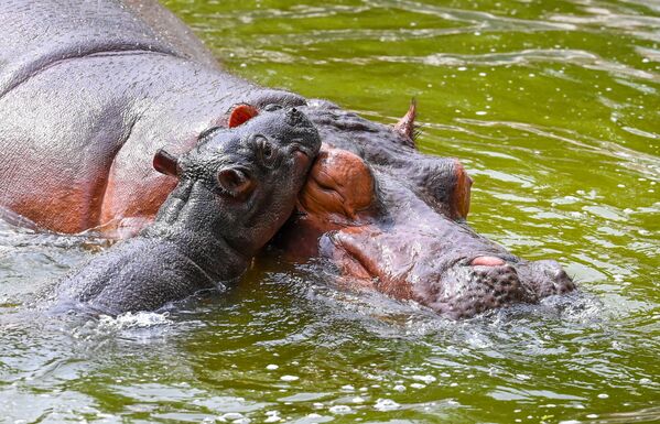 أنثى فرس نهر مع صغيرها البالغ من العمر يومين في حديقة حيوان دلهي، الهند. - سبوتنيك عربي