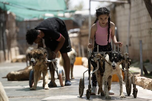 مشهد لفتاة تساعد الحيوانات المصابة، وتوفر مأوى آمن لهم في دمشق، سوريا. - سبوتنيك عربي