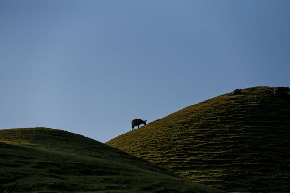 يرعى حيوان الياك في قمم تلال سايلونغ التي ترتفع نحو 3100 متر فوق سطح البحر في مقاطعة دولاخا، نيبال. يلعب الياك دورا حيويا في الثقافة النيبالية، فهو مصدر غذاء ونقل ومواد للملبس والوقود، ويُعتبر مقدسًا لدى بعض المجتمعات. - سبوتنيك عربي