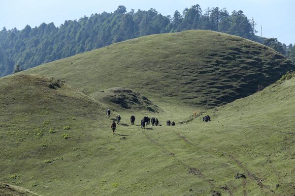 يرعى الياك على قمم تلال سايلونغ المرتفعة في دولاخا، نيبال. تعتبر هذه الحيوانات جزءا لا يتجزأ من الزراعة والرعي الجبلي في الهيمالايا، وتلعب دورا أساسيا في حياة السكان المحليين. - سبوتنيك عربي
