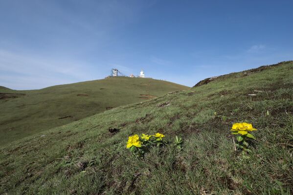 صور لنباتات تنمو على قمم تلال سايلونغ في دولاخا، نيبال. تمتاز المنطقة بتلالها المتدحرجة التي تبلغ نحو مئة تلة صغيرة، ما يجعلها موطنا فريدا للنباتات الجبلية. - سبوتنيك عربي