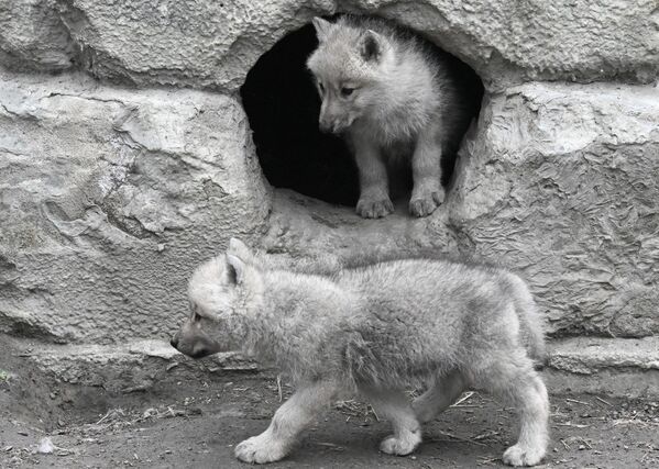 اثنان من الذئاب القطبية التي تبلغ من العمر ثلاثة أشهر والتي ولدت في 19 أبريل/نيسان، لزوج من الذئاب القطبية، أولاف وبلانكا، في حظيرة منتزه "روييف روتشي" للنباتات والحيوانات في كراسنويارسك - سبوتنيك عربي