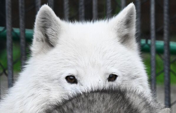 الذئب القطبي أولاف في حظيرة منتزه رويف روتشي للنباتات والحيوانات في كراسنويارسك - سبوتنيك عربي