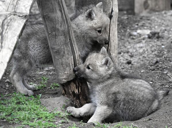 اثنان من الذئاب القطبية التي تبلغ من العمر ثلاثة أشهر والتي ولدت في 19 أبريل، لزوج من الذئاب القطبية، أولاف وبلانكا، في حظيرة منتزه "روييف روتشي" للنباتات والحيوانات في كراسنويارسك - سبوتنيك عربي
