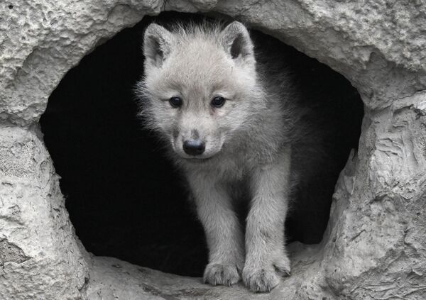 أحد الأشبال البالغة من العمر ثلاثة أشهر والتي ولدت في 19 أبريل، لزوجي الذئاب القطبية أولاف وبلانكا، وهو ينظر من "وكر" في حظيرة منتزه "روييف روتشي" للنباتات والحيوانات في كراسنويارسك - سبوتنيك عربي