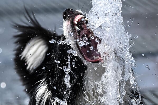 كلب يشرب المياه خلال مهرجان "الصداقة مع الحيوانات الأليفة" في حديقة "خودينسكوي بول" في موسكو، روسيا. - سبوتنيك عربي