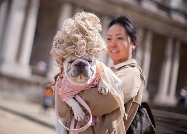 صورة للكلبة الفرنسية شارلوت مع صاحبتها بعد فوزها بجائزة "بريدغيرتون"، خلال معرض غرينتش للكلاب، جنوب شرق لندن. - سبوتنيك عربي