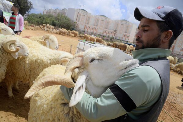 رجل يحمل خروفا استعدادًا لعيد الأضحى، الجزائر - سبوتنيك عربي