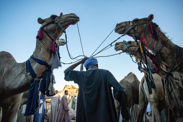 إبل معروضة للبيع في سوق الإبل في الجيزة، قبيل عيد الأضحى في مصر - سبوتنيك عربي