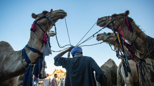 Верблюды выставлены на продажу на верблюжьем рынке в Гизе в преддверии праздника Курбан-байрам, Египет - سبوتنيك عربي