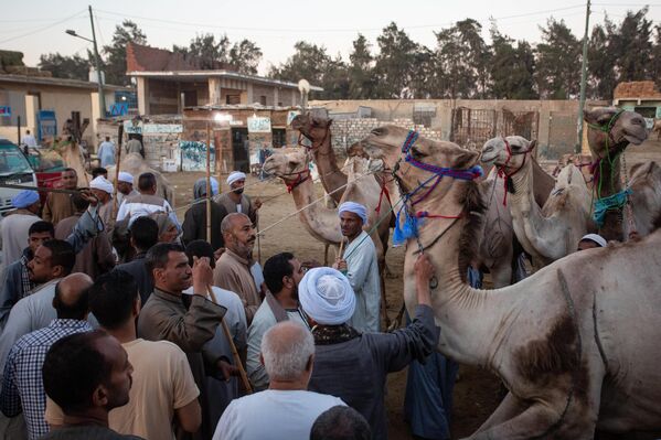 حشد من الناس يتجمع لشراء الإبل في سوق الإبل في الجيزة قبيل عيد الأضحى في مصر - سبوتنيك عربي